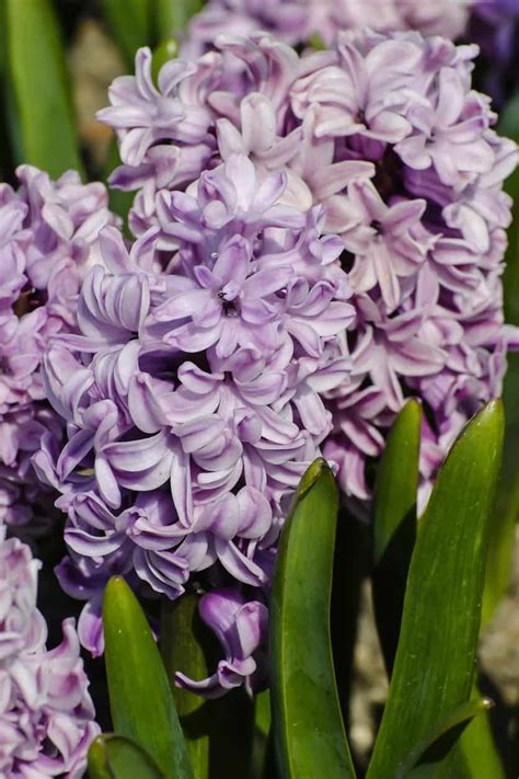 hyacinth images|hyacinth gallery.